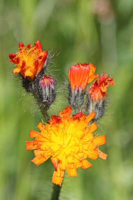 Orange hawkweed Hieracium aurantiacum oranna krolica_MG_0459-111.jpg