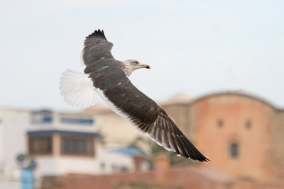 Lesser black-backed gull Larus fuscus rjavi galeb_MG_9762-111.jpg
