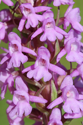 Fragrant orchid Gymnadenia conopsea navadni kukavičnik_MG_0454-111.jpg