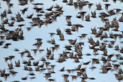 Starlings Sturnus vulgaris korci_MG_0547-111.jpg