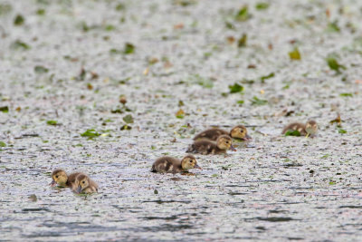 Ducklings of pochard mladiči sivke_MG_0292-111.jpg