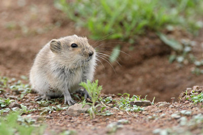 Brandt's vole Lasiopodomys brandtii brandtova voluharica_MG_8395-111.jpg