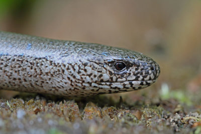 Slow-worm Anguis fragilis slepec_MG_8014-111.jpg