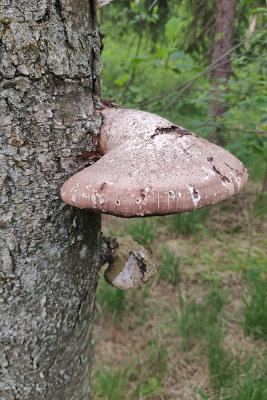 Tree mushroom drevesna goba_IMG_20200515_095451-111.jpg