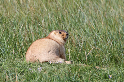 Siberian marmot Marmota sibirica_MG_9428-111.jpg
