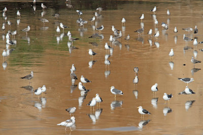 Lesser black-backed and yellow-legged gull rjavi in rumenonogi galeb_MG_9715-111.jpg