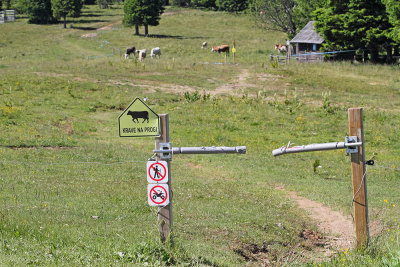 Cows on the trail_MG_0464-111.jpg