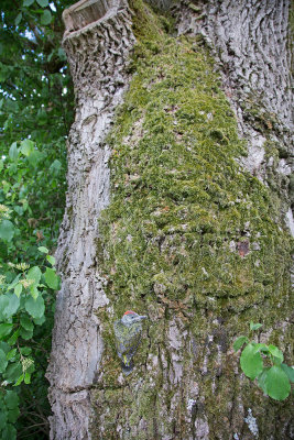 Green woodpecker Picus viridis zelena olna_MG_4214-111.jpg