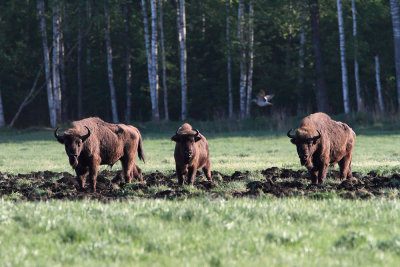 European bison Bison bonasus zober_MG_28221-111.jpg