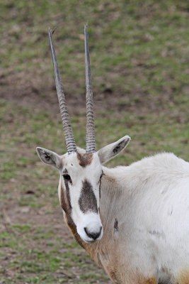 ArAbian oryx Oryx leucoryx arabski oriks_MG_2358-111.jpg