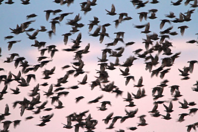 Starlings Sturnus vulgaris korci_MG_0549-111.jpg