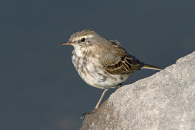 Water pipit Anthus spinoletta vriskarica_MG_0895-111.jpg