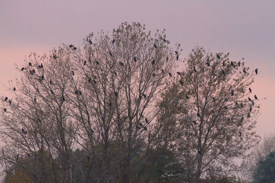 Great cormoran roost prenočiče velikega kormorana_MG_9534-111.jpg