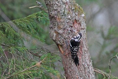 White-backed woodpecker Dendrocopos leucotos belohrbti detel_MG_0222-1111.jpg
