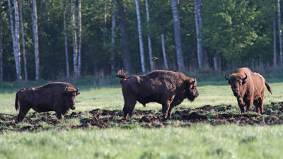European bison Bison bonasus zober_MG_2833-111.jpg