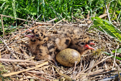 Youngs in the nest mladiča na gnezdu_20210528_101338-111.jpg