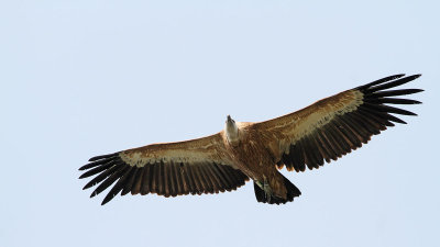 Griffon vulture Gyps fulvus beloglavi jastreb_MG_7760-111.jpg