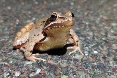 Common frog Rana temporaria sekulja_IMG_20210312_201622-111.jpg