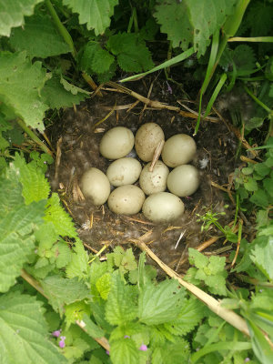 Tufted duck nest gnezdo čopaste črnice_IMG_20180424_123442-111.jpg