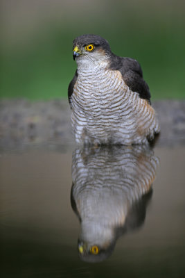 Eurasian sparrowhawk Accipiter nisus skobec_IMG_0535-111.jpg