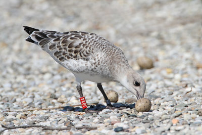 Young mediterranean gull eating terns egg črnoglavi galeb se hrani z jajci čigre _MG_0616-111.jpg