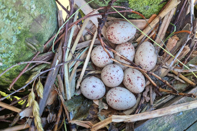 Nest of Common moorhen  gnezdo zelenonoge tukalice_20210528_103341-111.jpg
