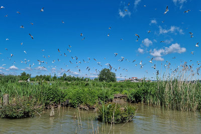 Gulls and terns galebi in čigre_20210528_101845-111.jpg