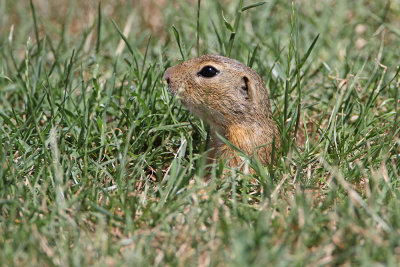 European ground squirrels Spermophilus citellus tekunica_MG_8064-111.jpg