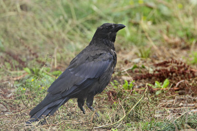 Eastern carrion crow Corvus orientalis, _MG_8727-111.jpg