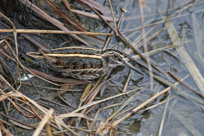 Jack Snipe Lymnocryptes minimus pukle_MG_08641-111.jpg