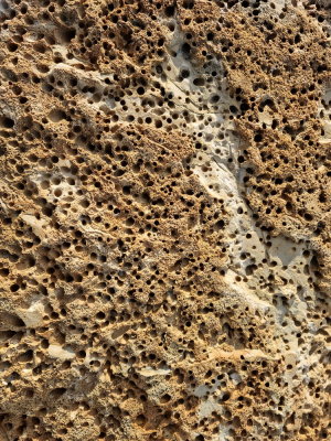 Traces of date shells in stone morski datelj prstac Lithophaga lithophaga_20211201_102029-111.jpg
