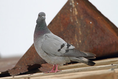 Hill pigeon Columba rupestris_MG_9066-111.jpg