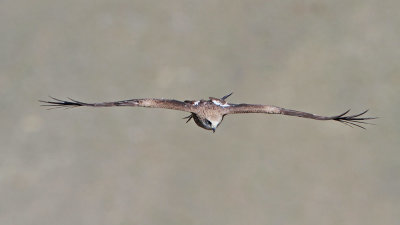 Black-eared kite Milvus migrans lineatus črni karnik_MG_8982-111.jpg
