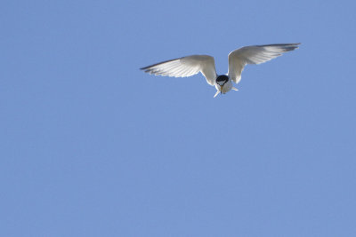 Little tern Sternula albifrons mala čigra_MG_2197-111.jpg