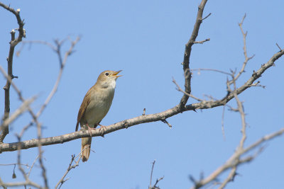 Common nightingale Luscinia megarhynchos mali slavec_MG_1942-111.jpg