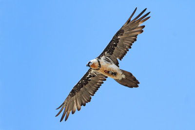 Bearded vulture Gypaetus barbatus brkati ser_MG_2597-111.jpg