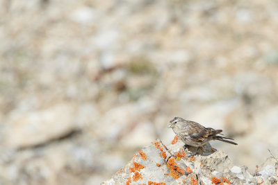 Twite Linaria flavirostris severni repnik_MG_2757-111.jpg