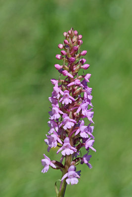 Fragrant orchid Gymnadenia conopsea navadni kukovičnik_MG_0451-111.jpg