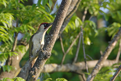 Green woodpecker Picus viridis zelena olna_MG_0068-111.jpg