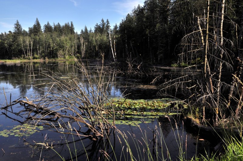 mystery pond