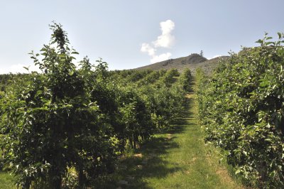 orchards