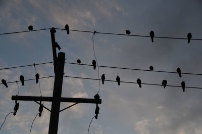 bird brain