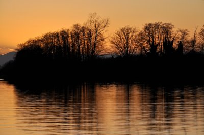 bare trees