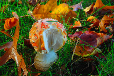 Fly Agaric