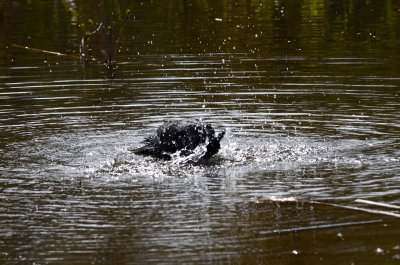 ablutions