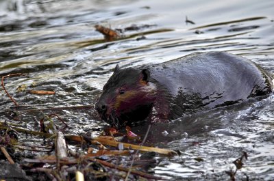 foraging