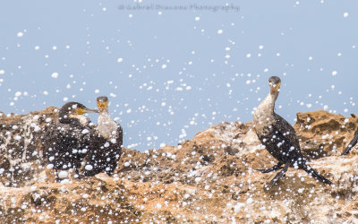 Birds of Morocco