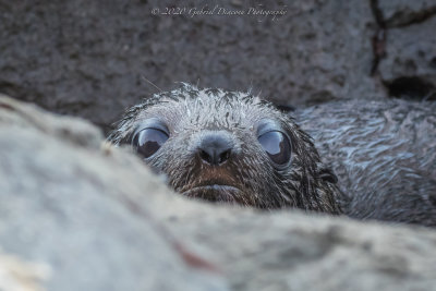 Baby Seal - IMG_6486.jpg
