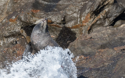 Splash!