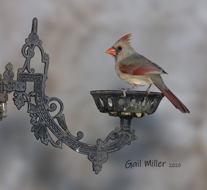 Northern Cardinal, female.